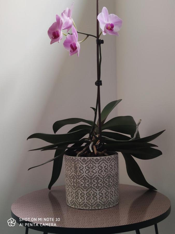 Chambre D'Hotes Du Muguet Avec Sdb Privative ルマン エクステリア 写真